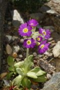 Primula scotica